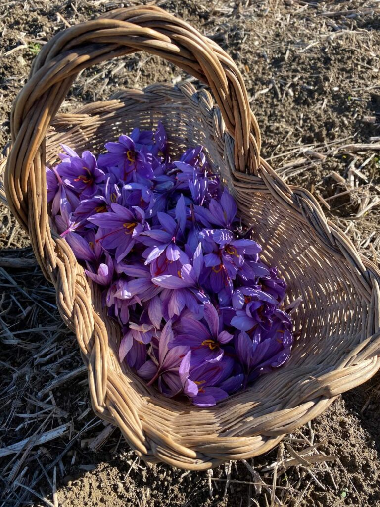 Agriturismo Poggiacolle fiori
