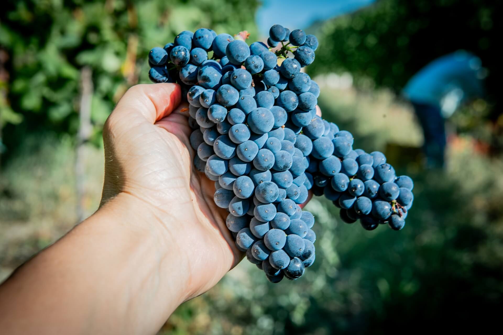 La raccolta dell'uva