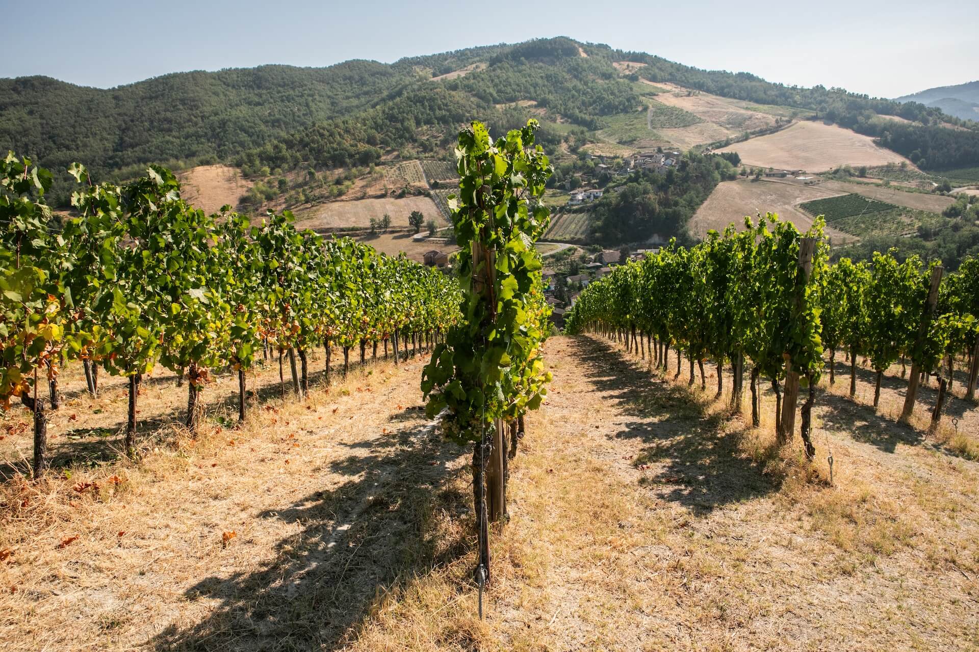 Vitigni in Oltrepò Pavese