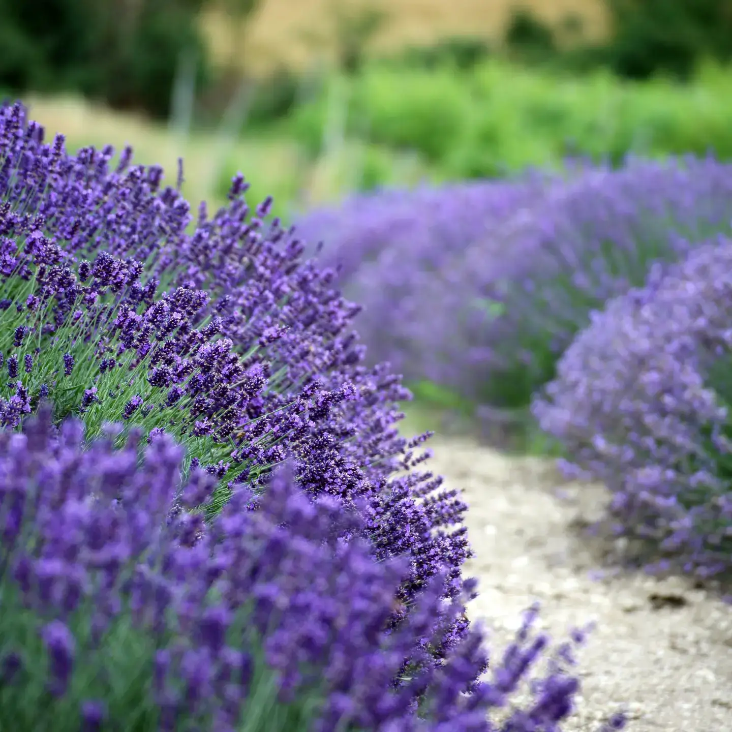 Lavanda