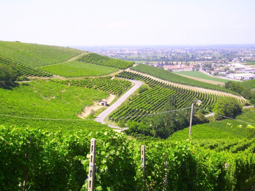 Vigneti Oltrepò Pavese