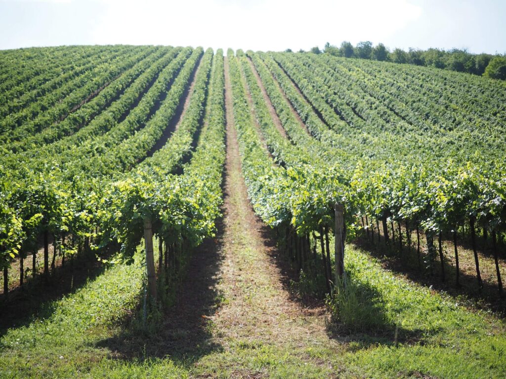 Vigneti Oltrepò Pavese