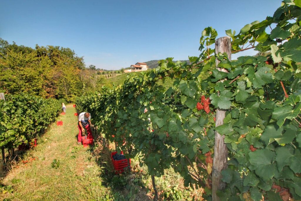 Vigneti Oltrepò Pavese