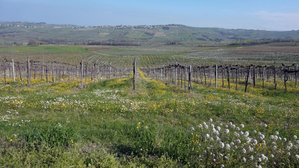 Agriturismo Le Tradizioni di Elide paesaggio