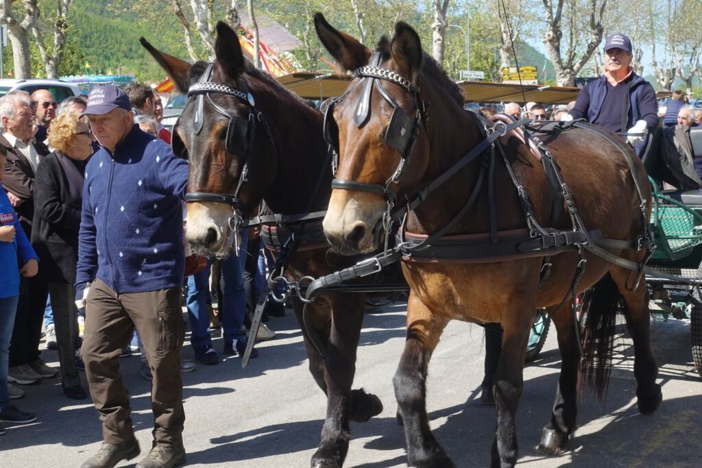 Varzi in Fiera, cavalli