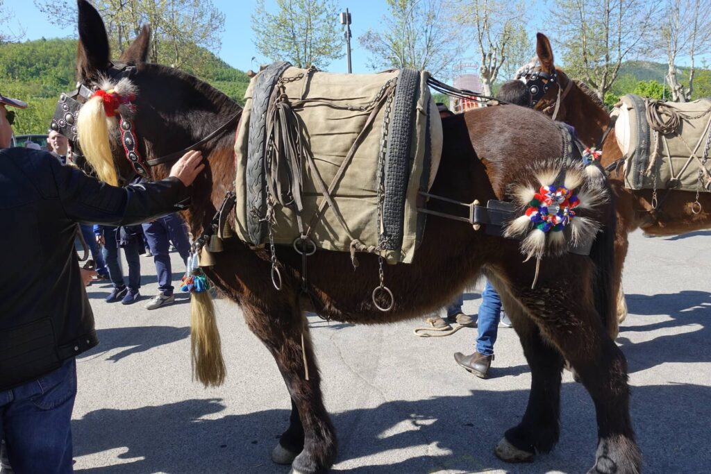Varzi in Fiera, cavallo